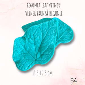 Begonia B4